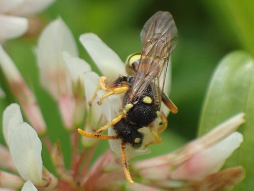 Nomada sp.