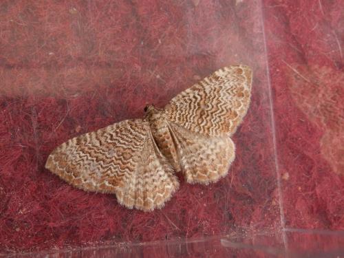 Réf. 207 380 : Hydria undulata