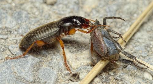 Réf. 207 847 : Pseudoophonus rufipes