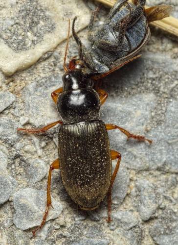 Réf. 207 848 : Pseudoophonus rufipes