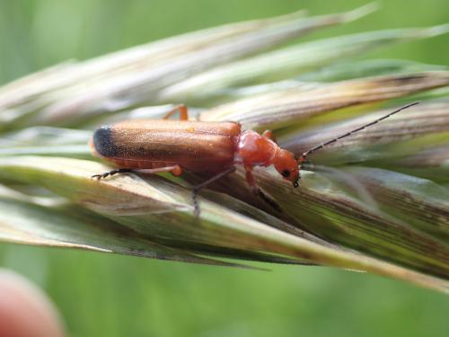 Réf. 207 821 : Rhagonycha fulva