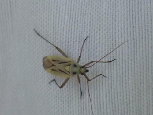 Stenotus binotatus