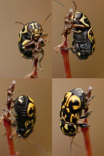 Pachybrachis sp.
