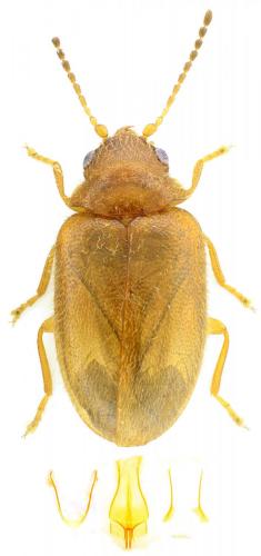 Réf. 207 104 : Contacyphon ochraceus
