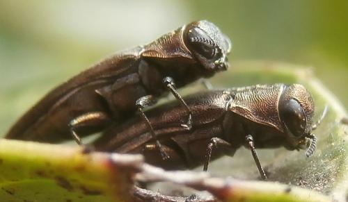 Réf. 207 306 : Agrilus sp.