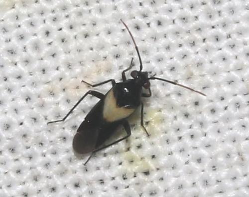 Auchenocrepis minutissima
