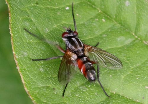 Réf. 207 089 : Mintho rufiventris