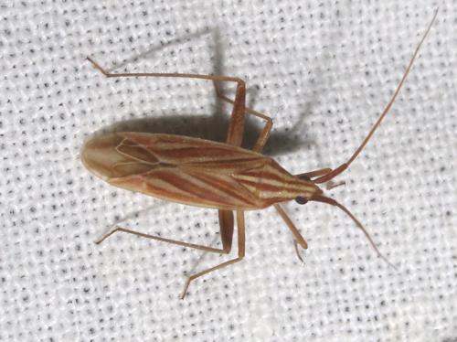 Miridius quadrivirgatus