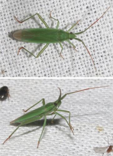 Stenodema calcarata