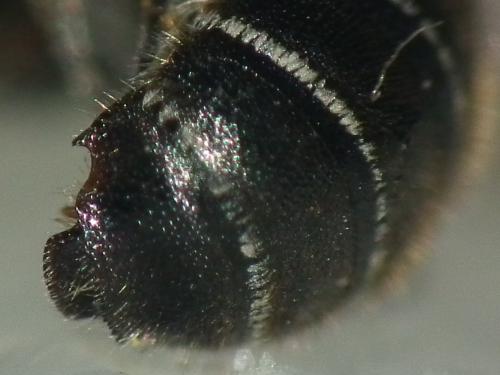 Réf. 207 254 : Hoplitis sp.