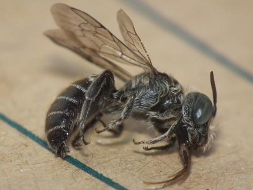 Réf. 207 253 : Hoplitis sp.