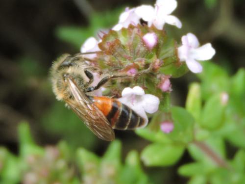 Andrena florea