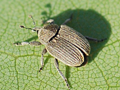 Rhinusa depressa