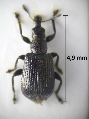 Deporaus betulae