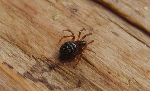 Sardinidion blackwalli