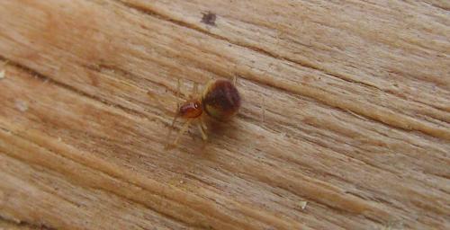 Theridion_sl sp.