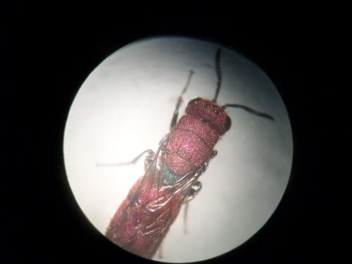 Réf. 207 705 : Chrysura cuprea