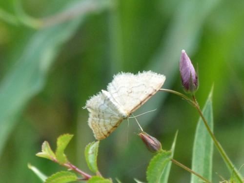 Idaea humiliata