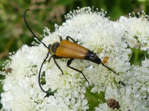 Stictoleptura fulva