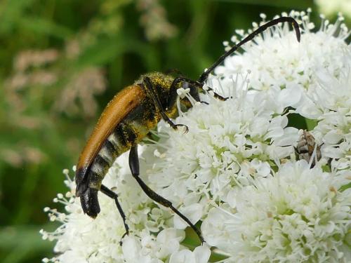Stictoleptura fulva