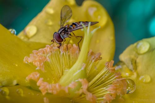 Episyrphus balteatus