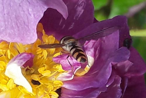 Dasysyrphus sp.