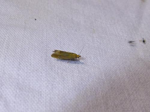 Lathronympha strigana
