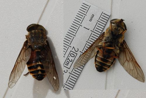 Tabanus sudeticus