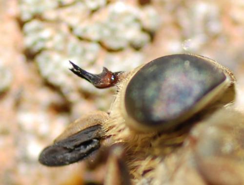 Tabanus sudeticus