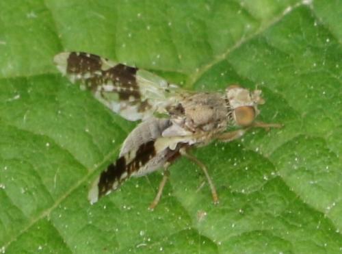 Réf. 207 090 : Tephritis formosa