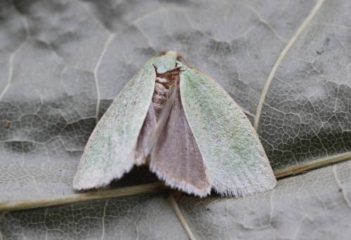 Réf. 207 440 : Tortrix viridana