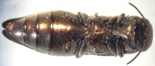 Réf. 207 307 : Agrilus sp.