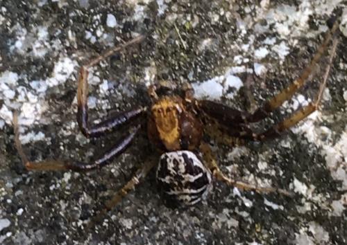 Réf. 207 851 : Xysticus lanio