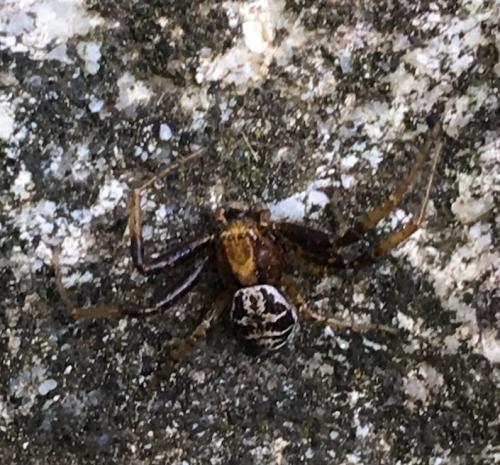 Réf. 207 853 : Xysticus lanio