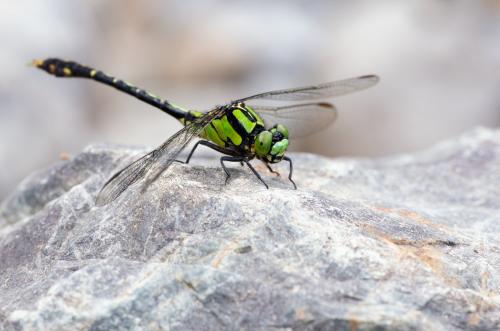 Nihonogomphus viridis