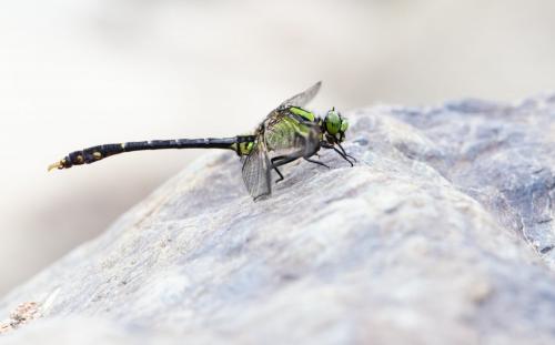 Nihonogomphus viridis