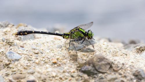 Nihonogomphus viridis