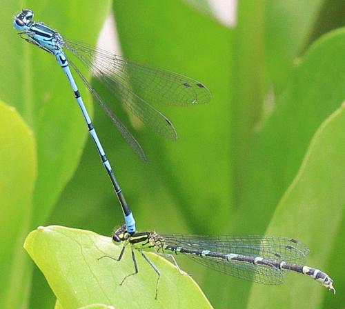 Coenagrion puella