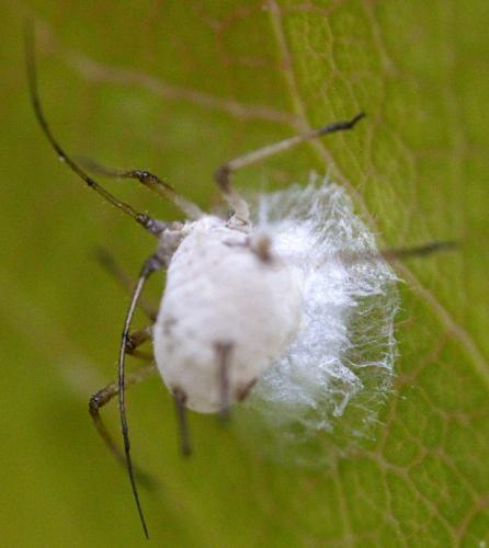 Praon sp.