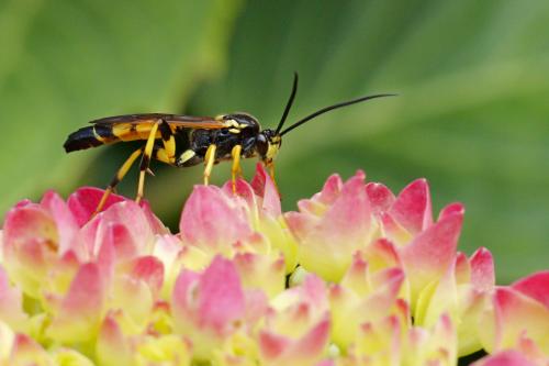 Réf. 207 842 : Ichneumon xanthorius