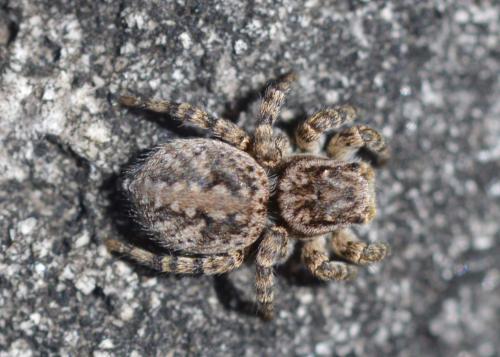Réf. 207 567 : Aelurillus v-insignitus