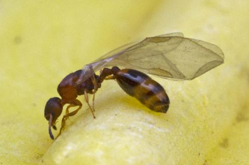 Temnothorax unifasciatus