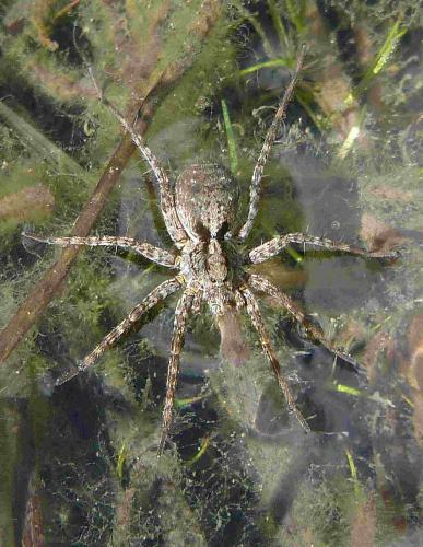 Pardosa sp.