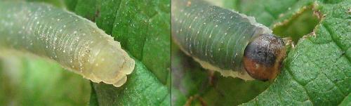 Emphytus calceatus