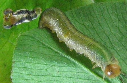 Emphytus calceatus