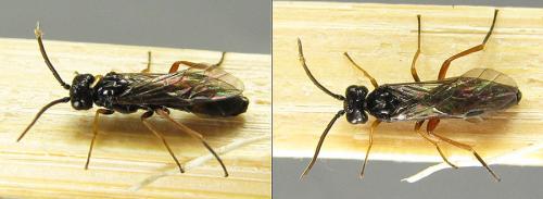 Réf. 207 988 : Emphytus calceatus