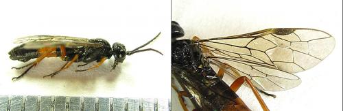 Réf. 207 982 : Emphytus calceatus