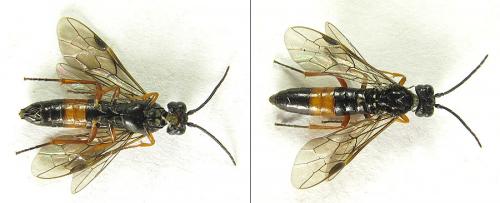 Réf. 207 983 : Emphytus calceatus