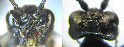 Emphytus calceatus
