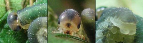 Emphytus calceatus